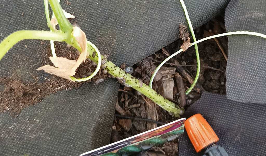 Pill bugs munching on our cucumbers.