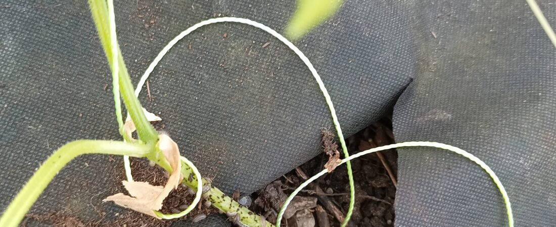 Overcoming Pill Bugs in the Greenhouse: A Simple Fix That Worked for Us
