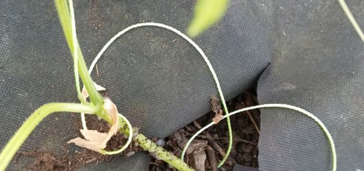 Overcoming Pill Bugs in the Greenhouse: A Simple Fix That Worked for Us