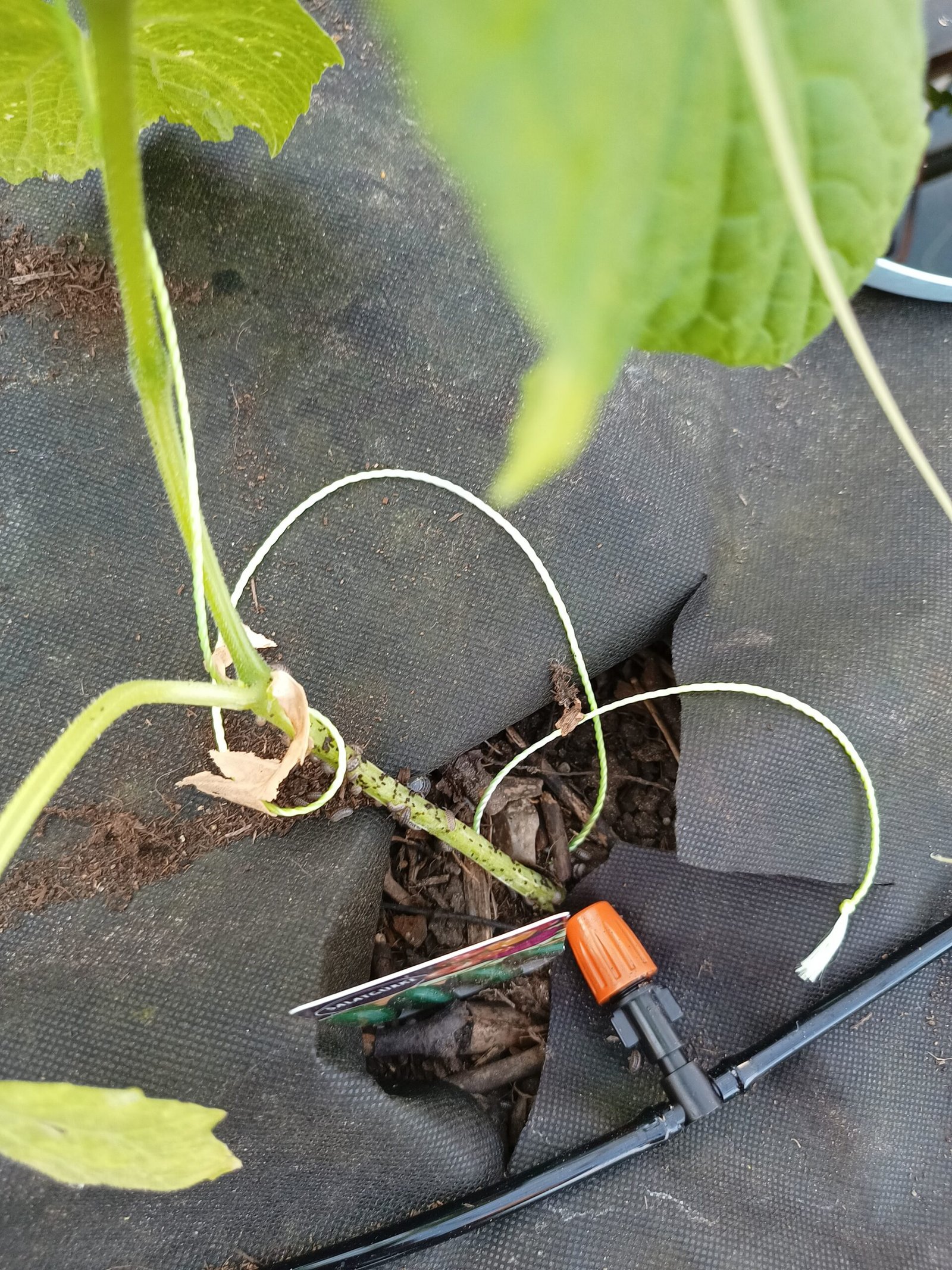 Overcoming Pill Bugs in the Greenhouse: A Simple Fix That Worked for Us Overcoming Pill Bugs in the Greenhouse: A Simple Fix That Worked for Us